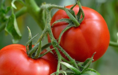 Prirodan uzgoj i suzbijanje bolesti paradajza