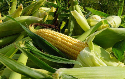 Sve o organskoj proizvodnji kukuruza