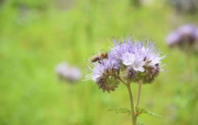 Biljke koje privlače pčele
