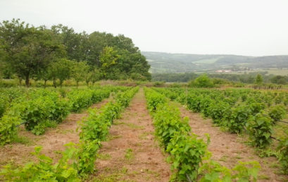 Obrazovanje poljoprivrednika jedan od uslova za povećanje organske proizvodnje u Srbiji
